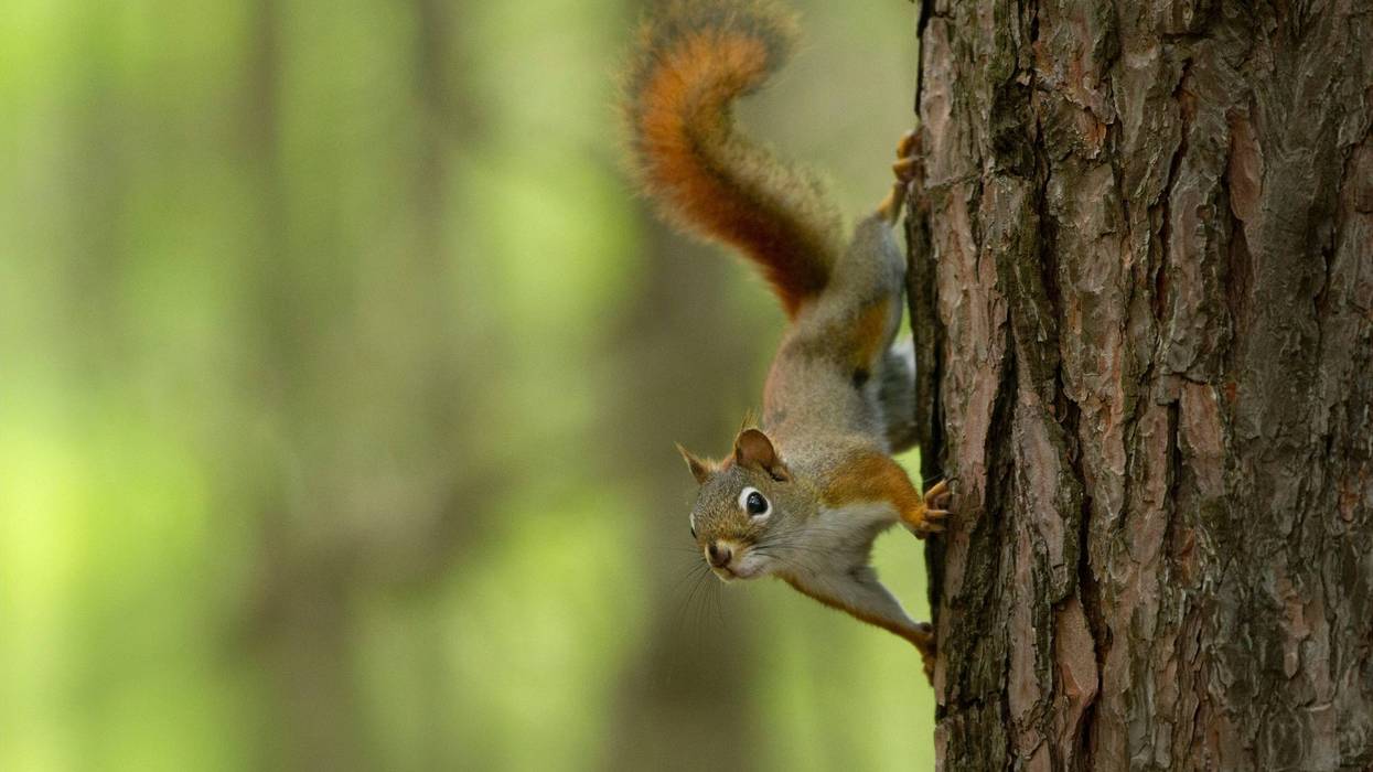 squirrel