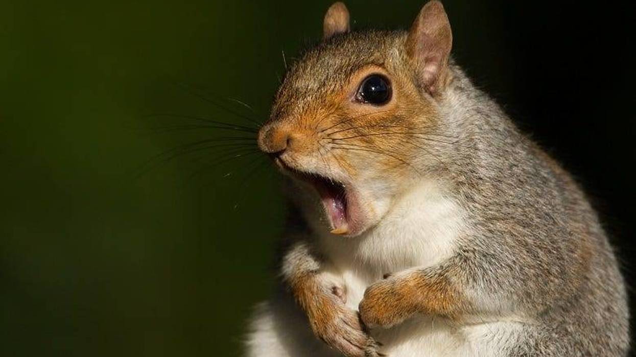Squirrel