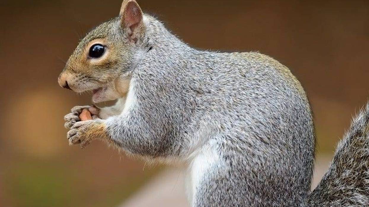 Squirrel