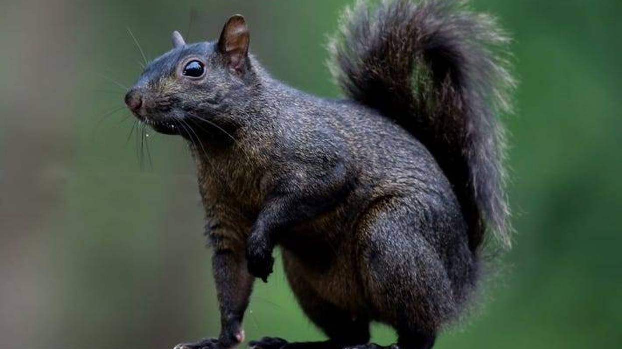 Squirrel