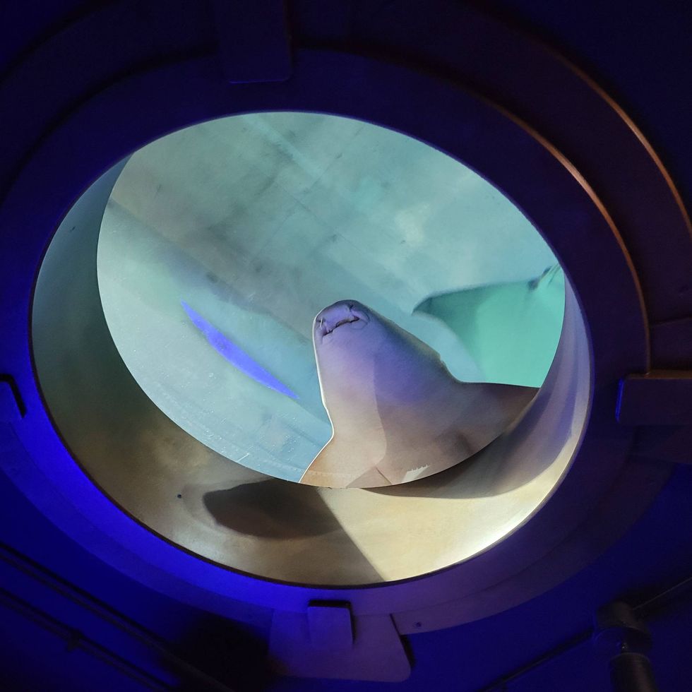 St. Louis Aquarium
