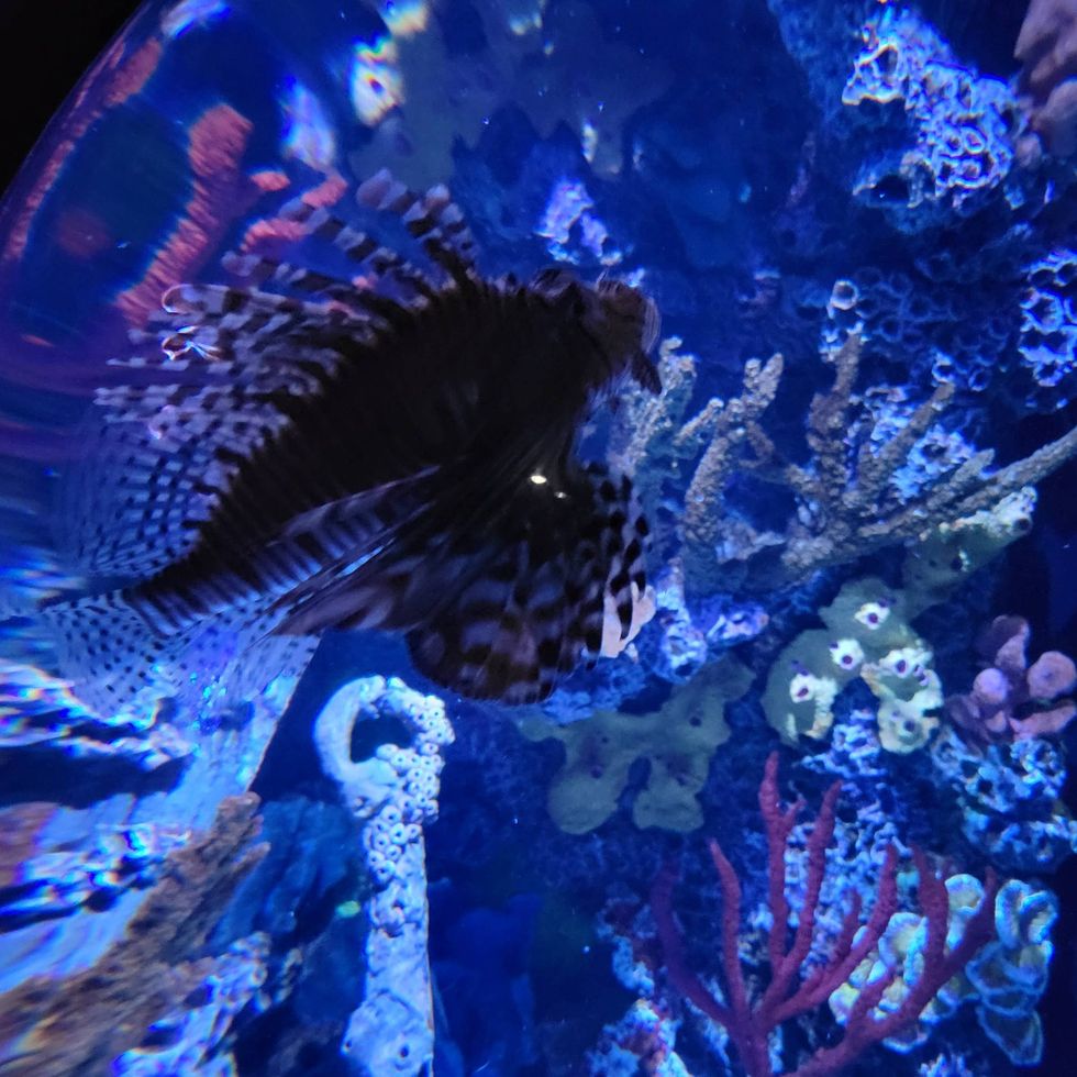 St. Louis Aquarium