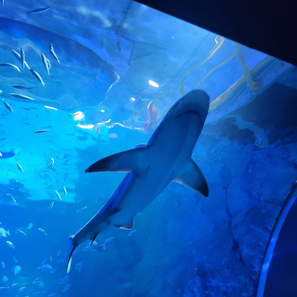 St. Louis aquarium
