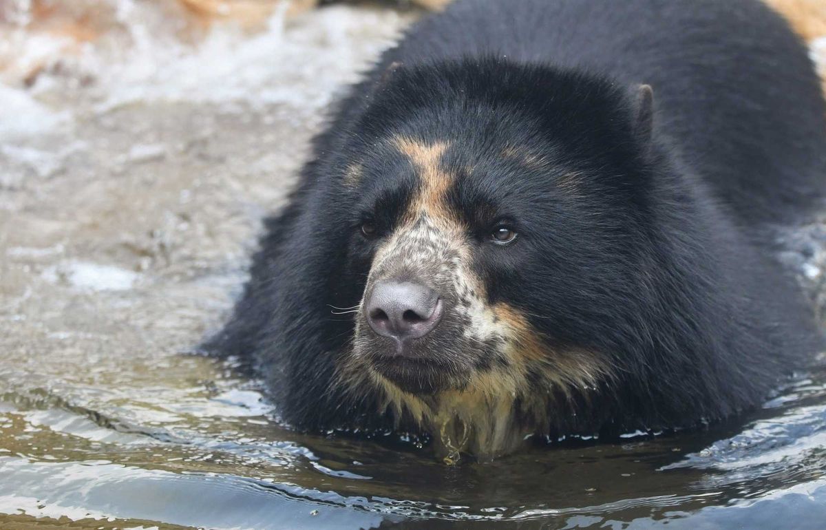 St. Louis Zoo - Ben the Andean Bear