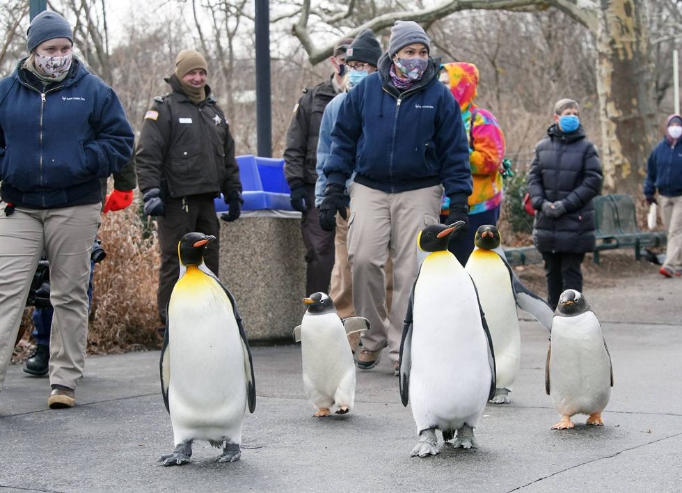St. Louis Zoo penguins walk