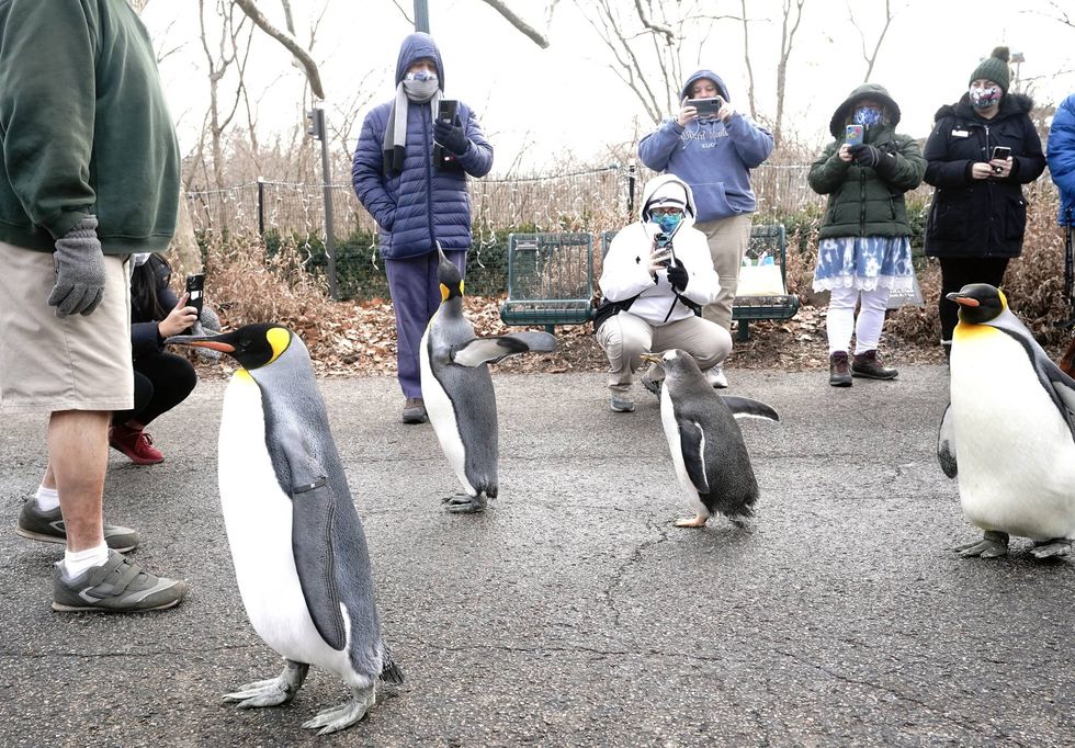 St. Louis Zoo penguins walk
