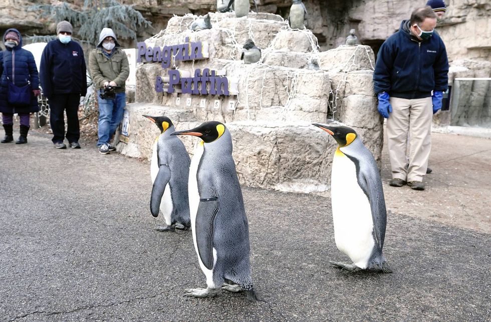 St. Louis Zoo penguins walk