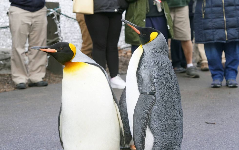St. Louis Zoo penguins walk