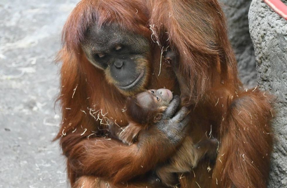 St. Louis Zoo
