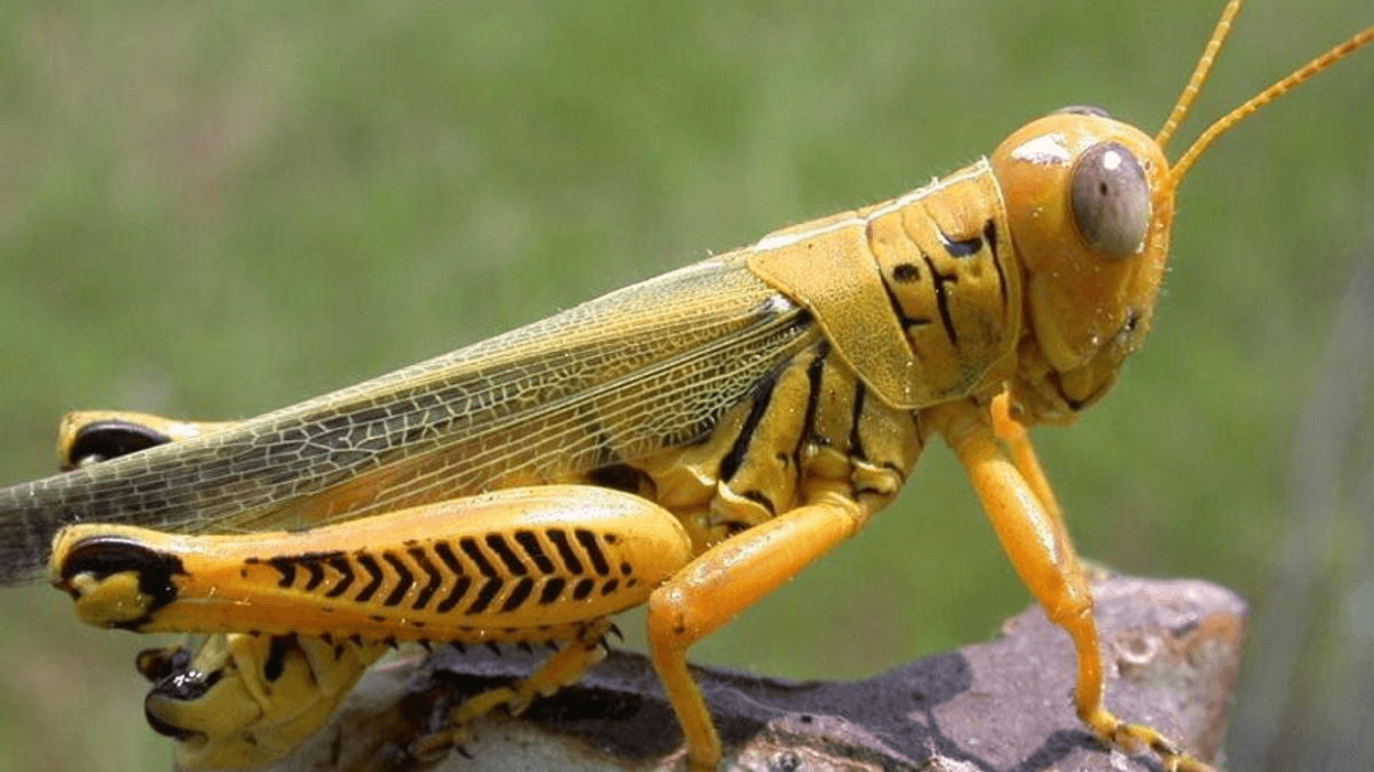 St. Urho supposed chased grasshoppers from Finland