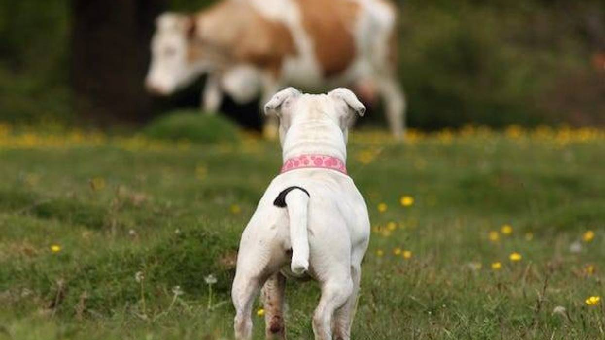 Staffordshire Bull terrier watching a cow in a field