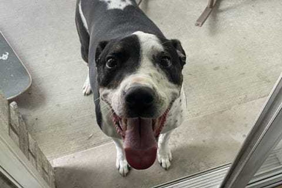 Stan Lee, a 9-year-old, male Pointer, Terrier, Pit Bull mix.