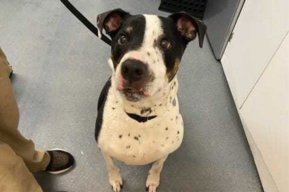 Stan Lee, a 9-year-old, male Pointer, Terrier, Pit Bull mix.