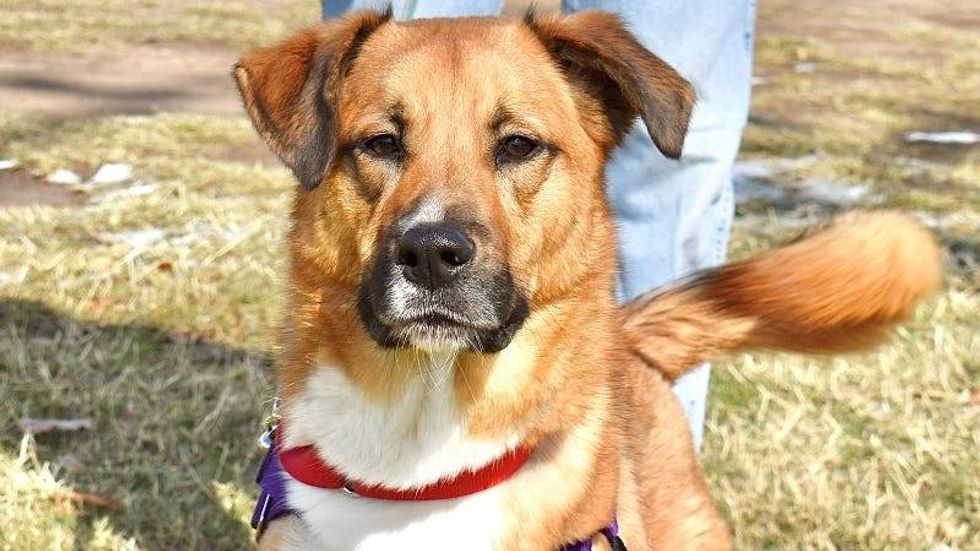 Stanley @ Austin Humane Society 2/5/25