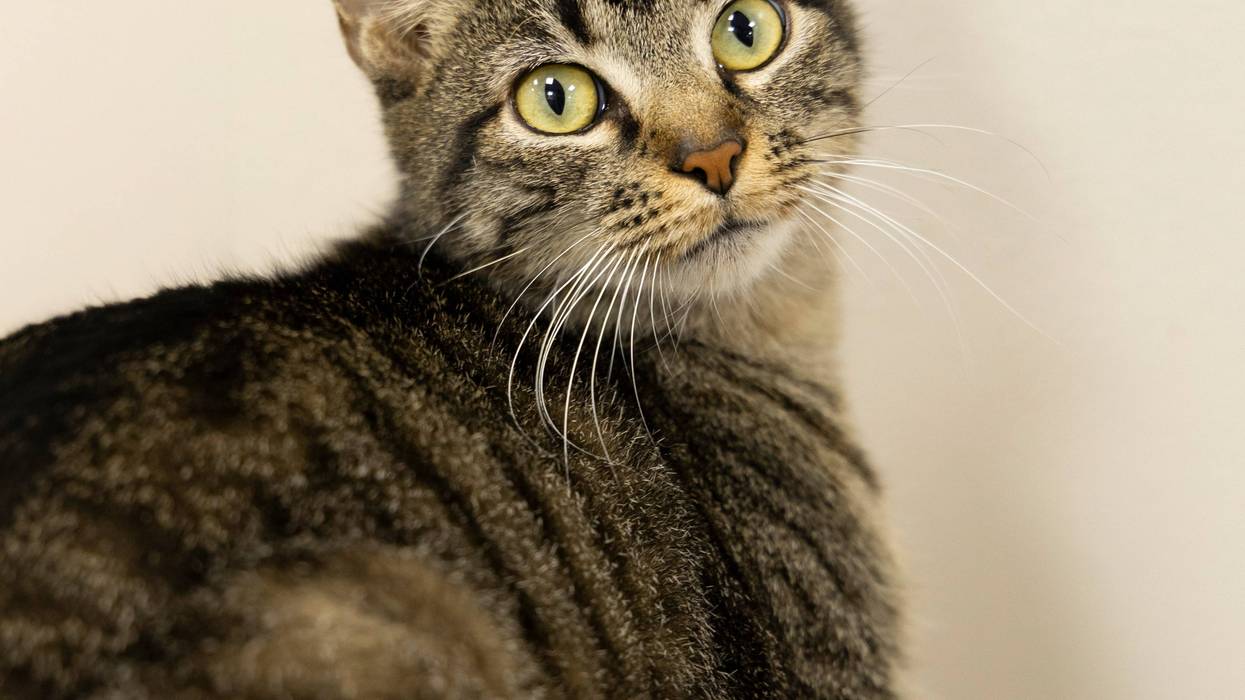 Star at The Humane Society of North Central Florida