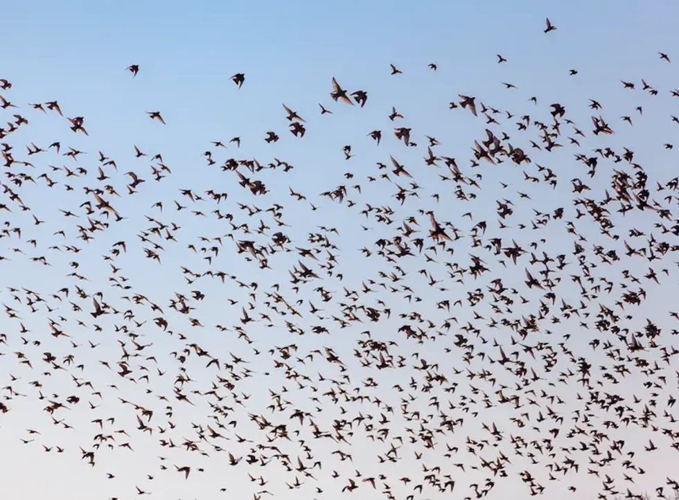 Starlings