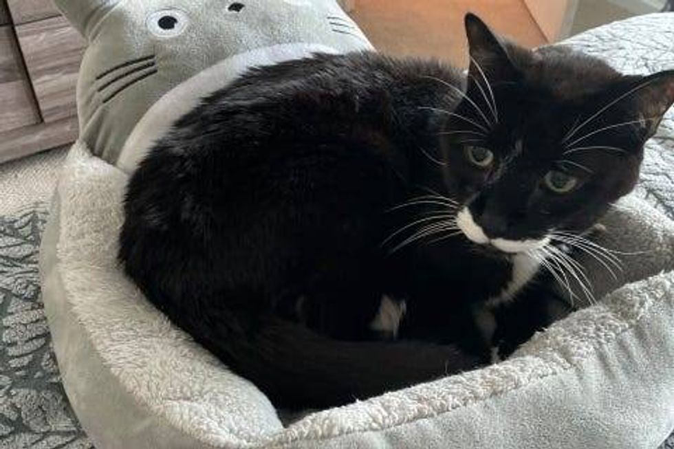 Stash is an 18-year-old, male Domestic Shorthair. He weighs 12.63 pounds.