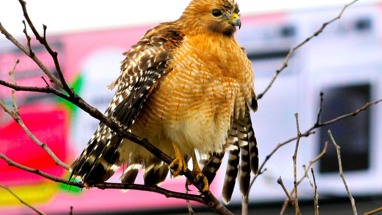 State Accuses Itself New Jersey