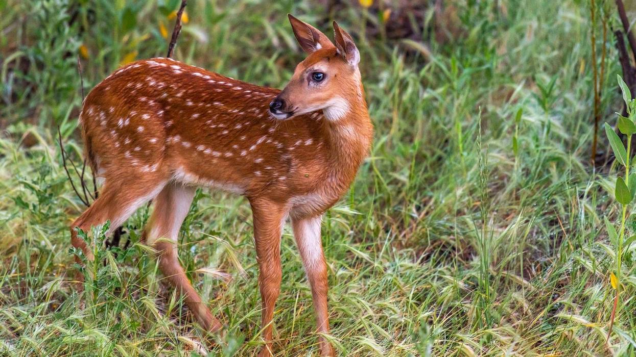State police in the First District issued a warning for drivers after troopers were dispatched to their 11th traffic crash in one day where vehicles went head-to-head with a deer and lost, MSP said on Thursday.