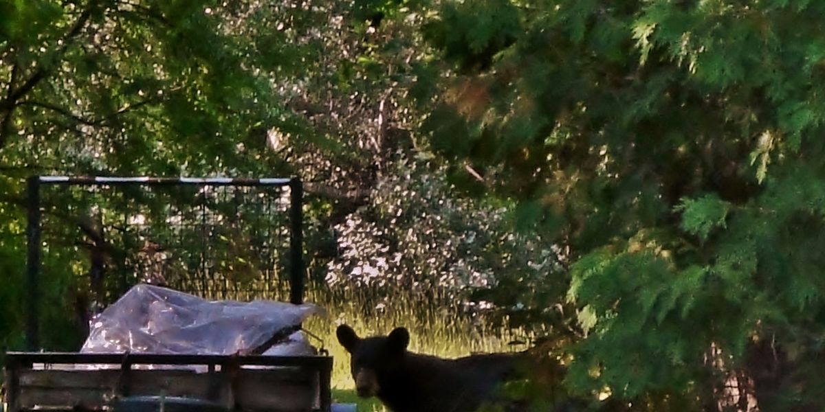 Wildlife officials say steadily recovering bear population is pushing further into Twin Cities