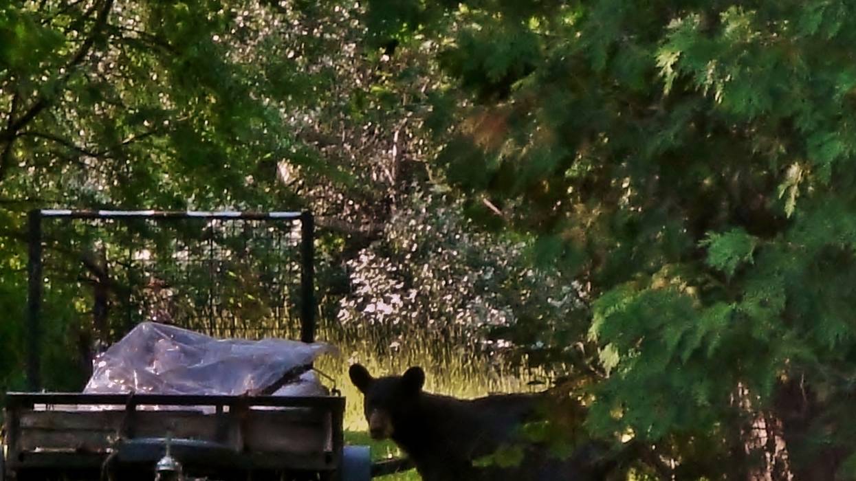Wildlife officials say steadily recovering bear population is pushing further into Twin Cities