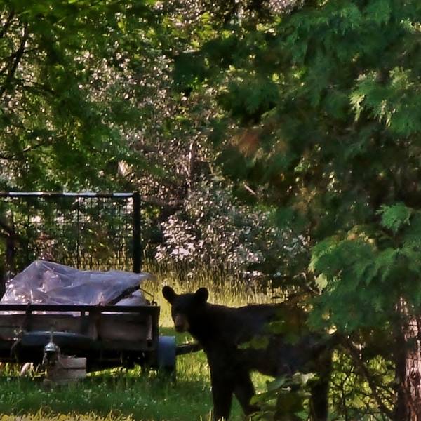 Wildlife officials say steadily recovering bear population is pushing further into Twin Cities