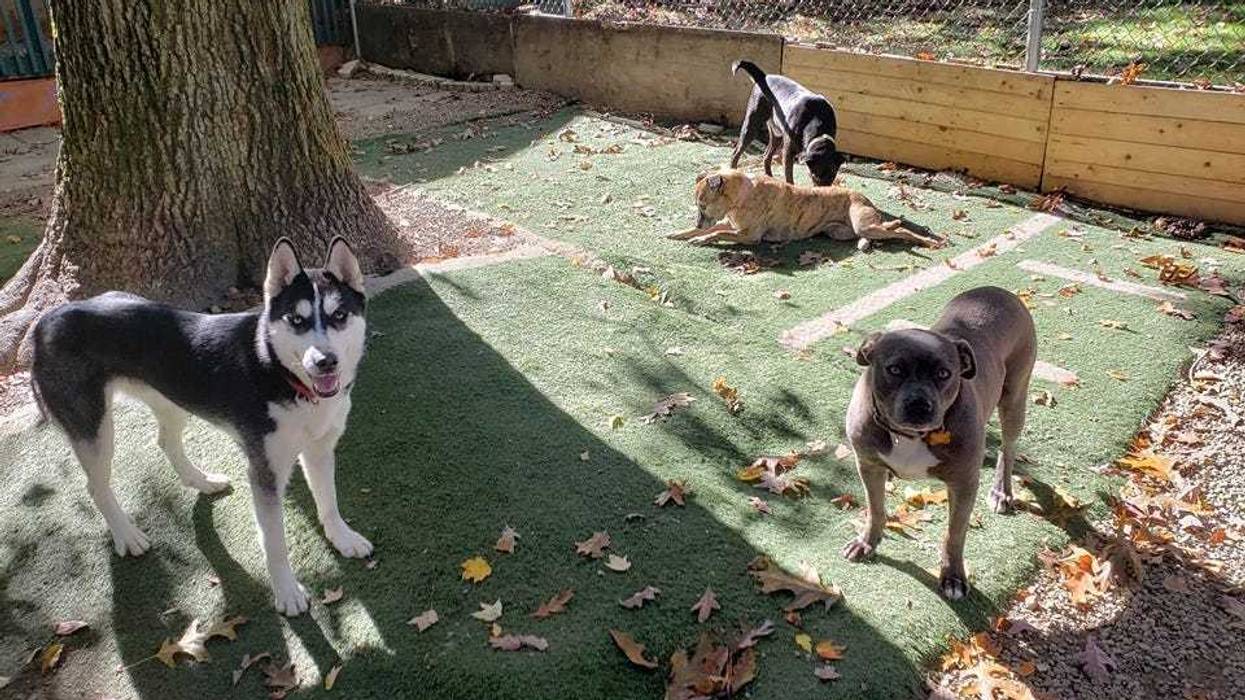 Steel City Dog Rescue