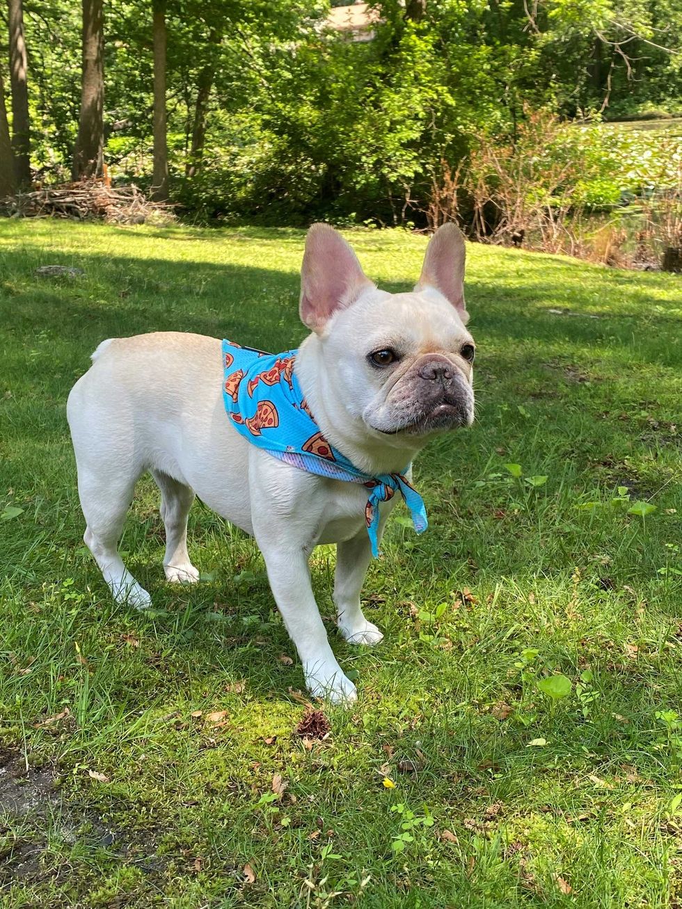 Stella