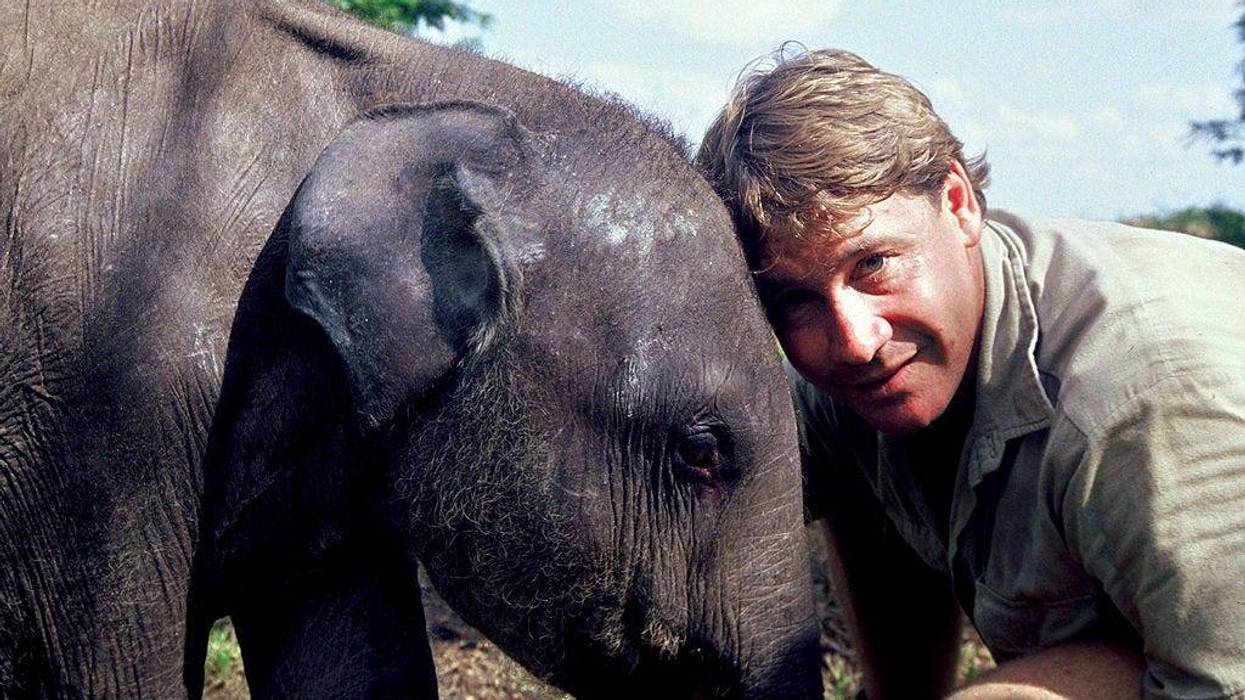 Steve Irwin poses with an elephant at Australia Zoo September 16, 2006 in Beerwah, Australia