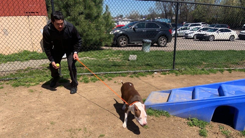 Steven Morales, a protection officer at ACCT Philly, works with a dog named Niala.