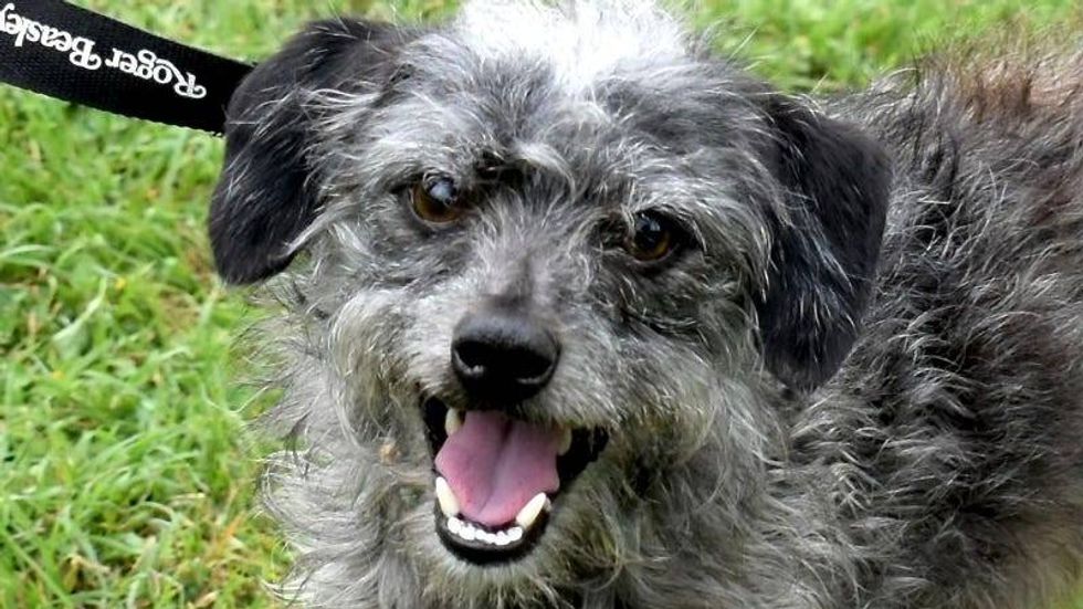 Stewie @ Austin Humane Society 5/08/24