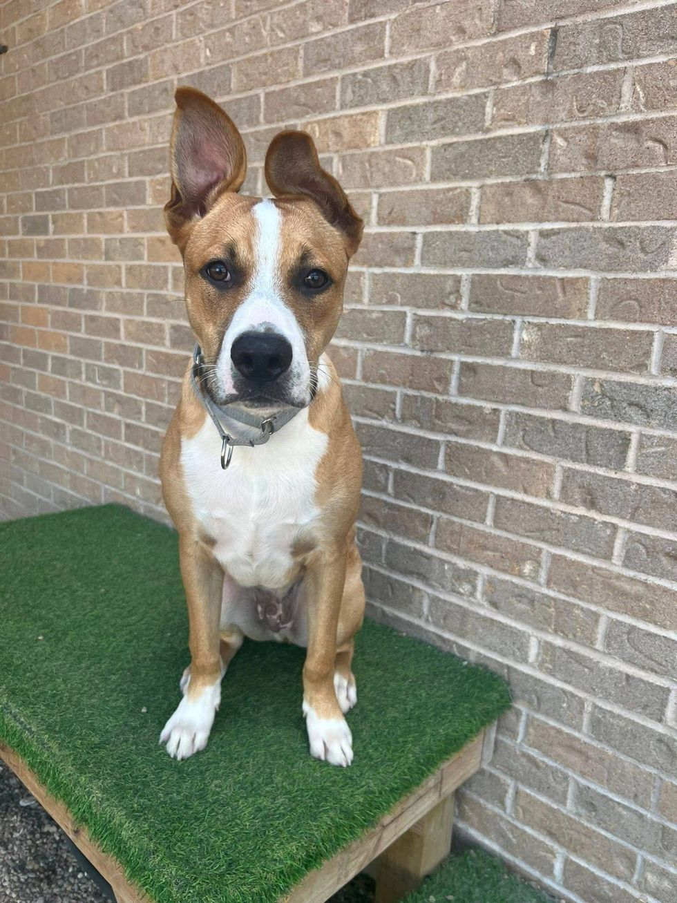 Stewie (dog)