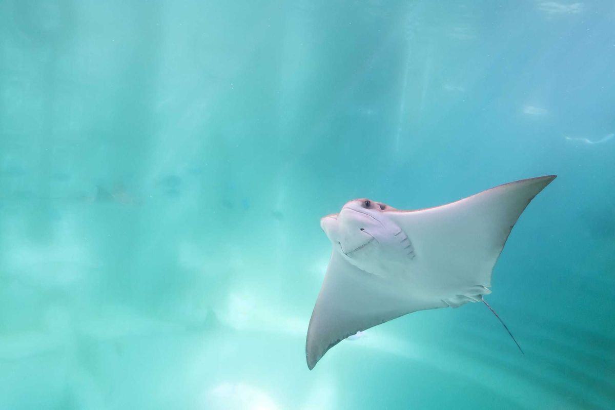 Stingray