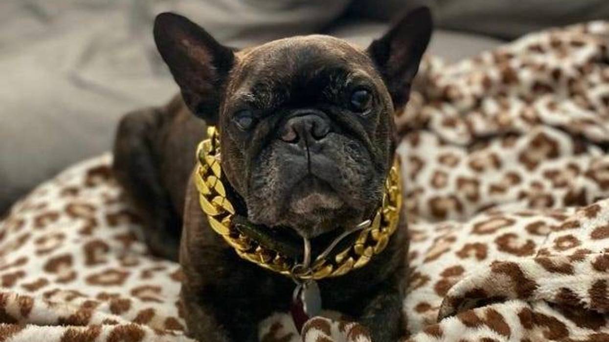 Stitch posing for camera