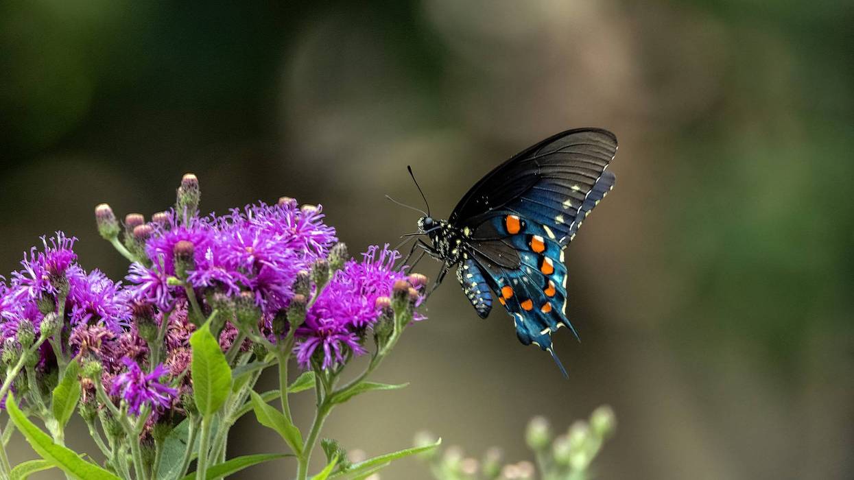 Stock image of a butterfly on a plant