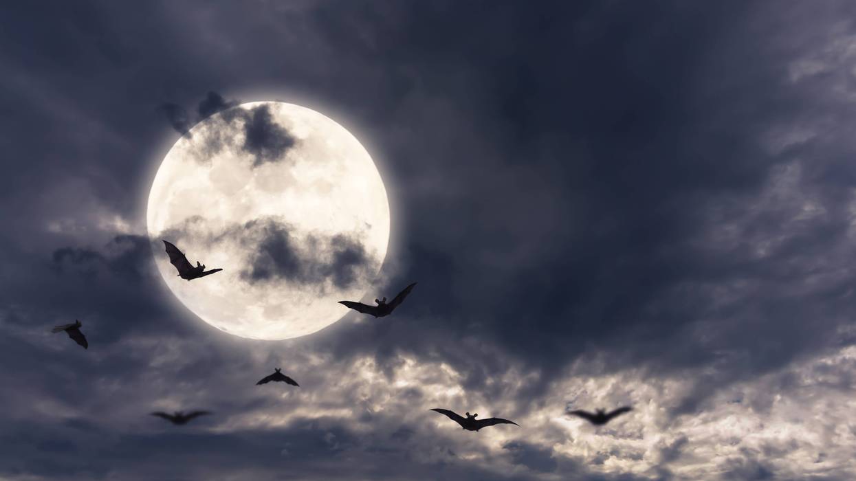 Stock image of bats flying by the moon