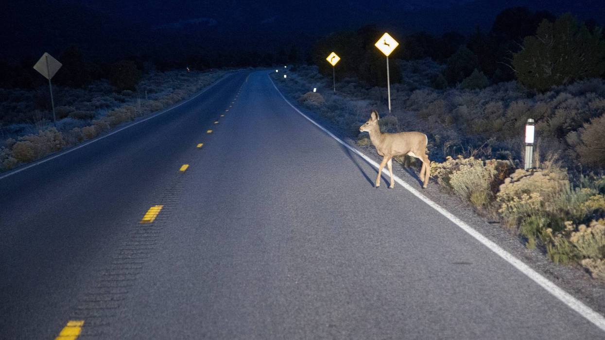 Stock image of deer in road