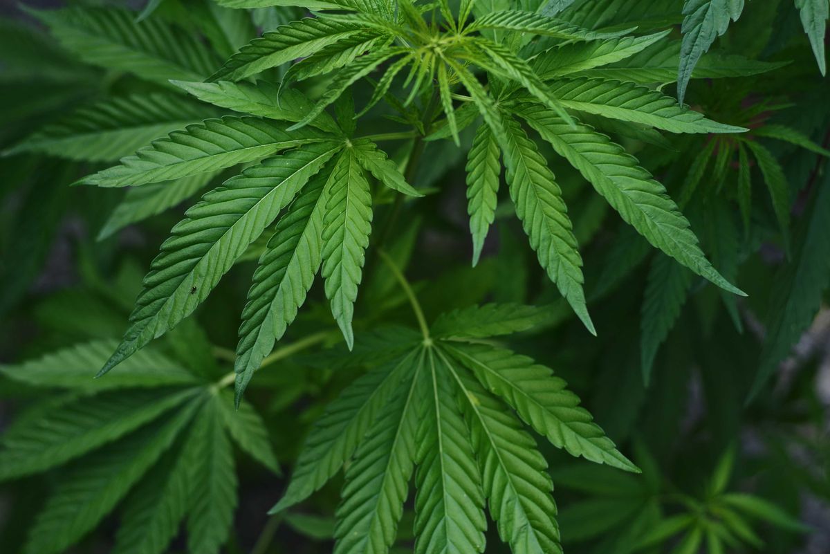 Stock image of marijuana plant