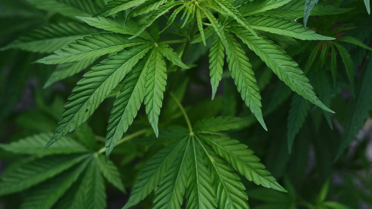 Stock image of marijuana plant