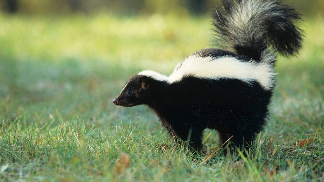 Stock image of skunk