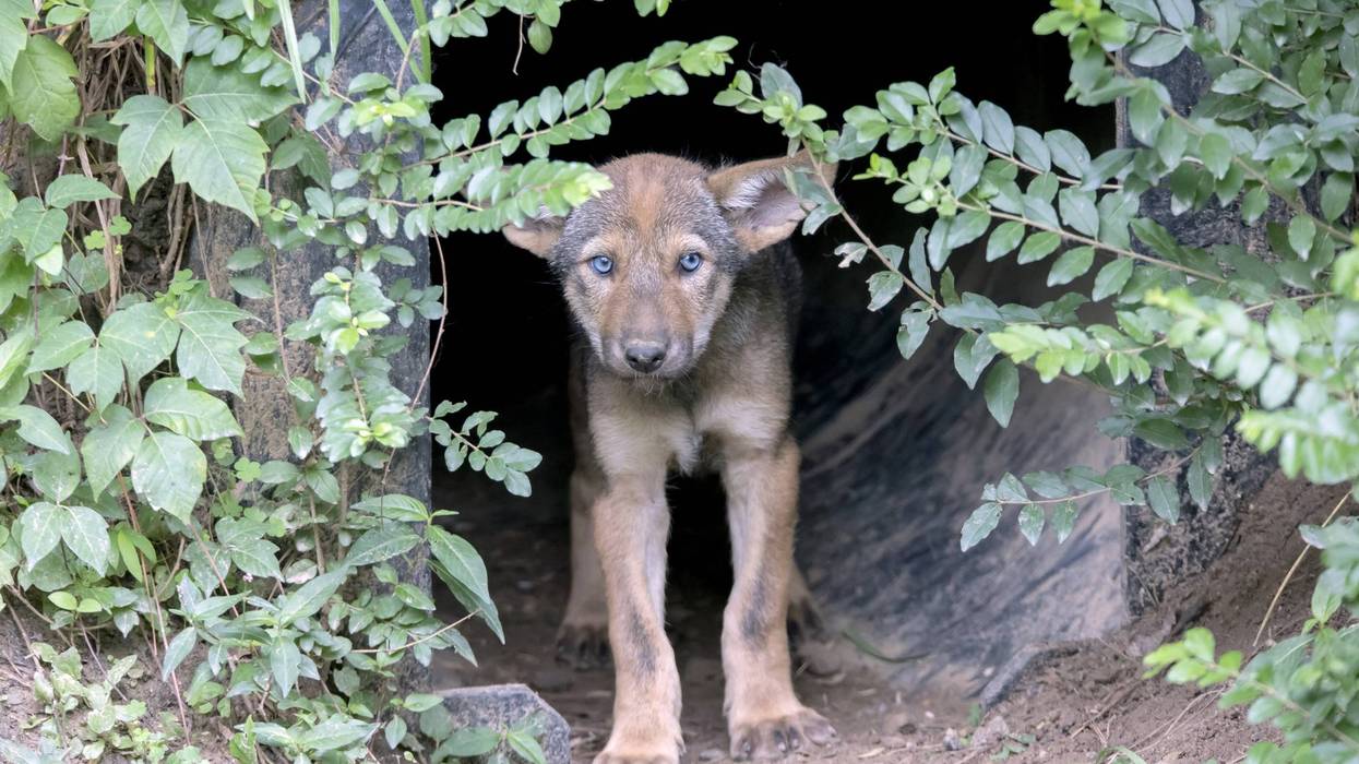 Puppies born in NC help with population of endangered animal