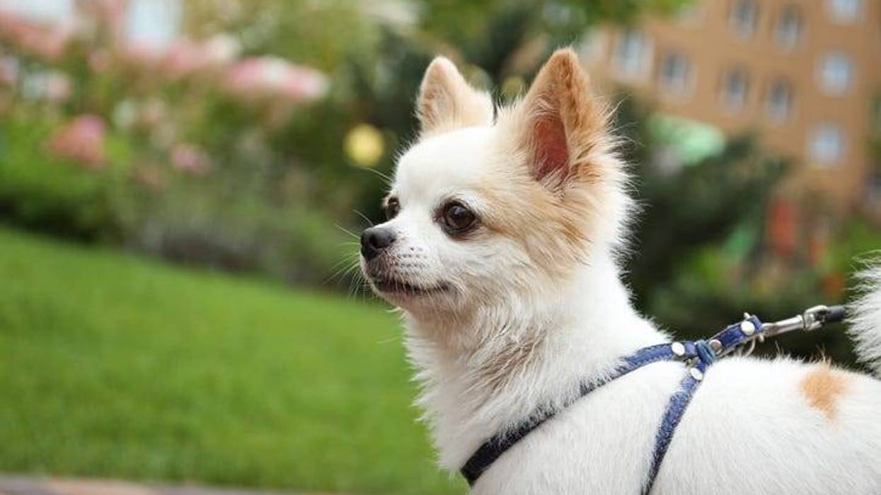 Stock photo of a Chihuahua.