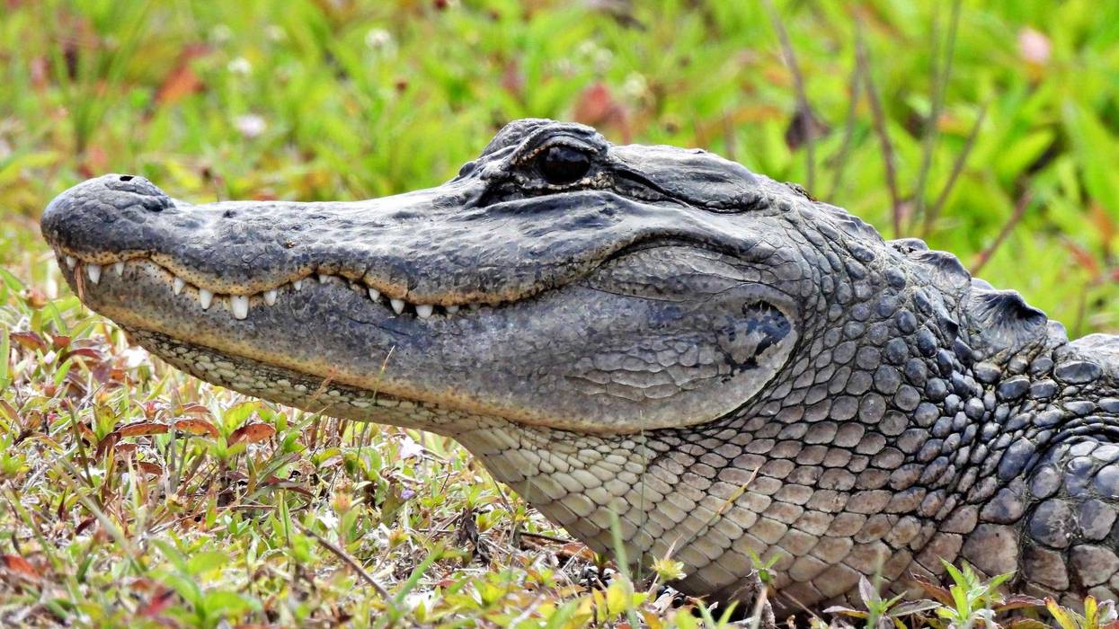 Stock photo of alligator