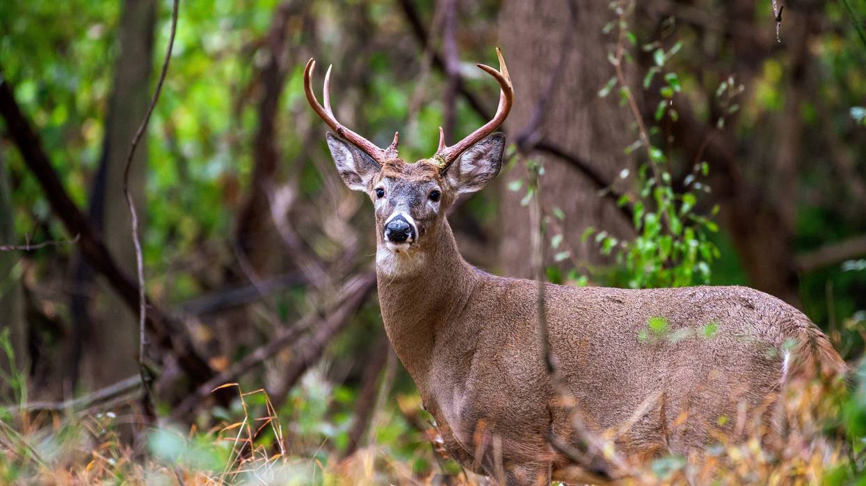 Stock photo of buck in the woods