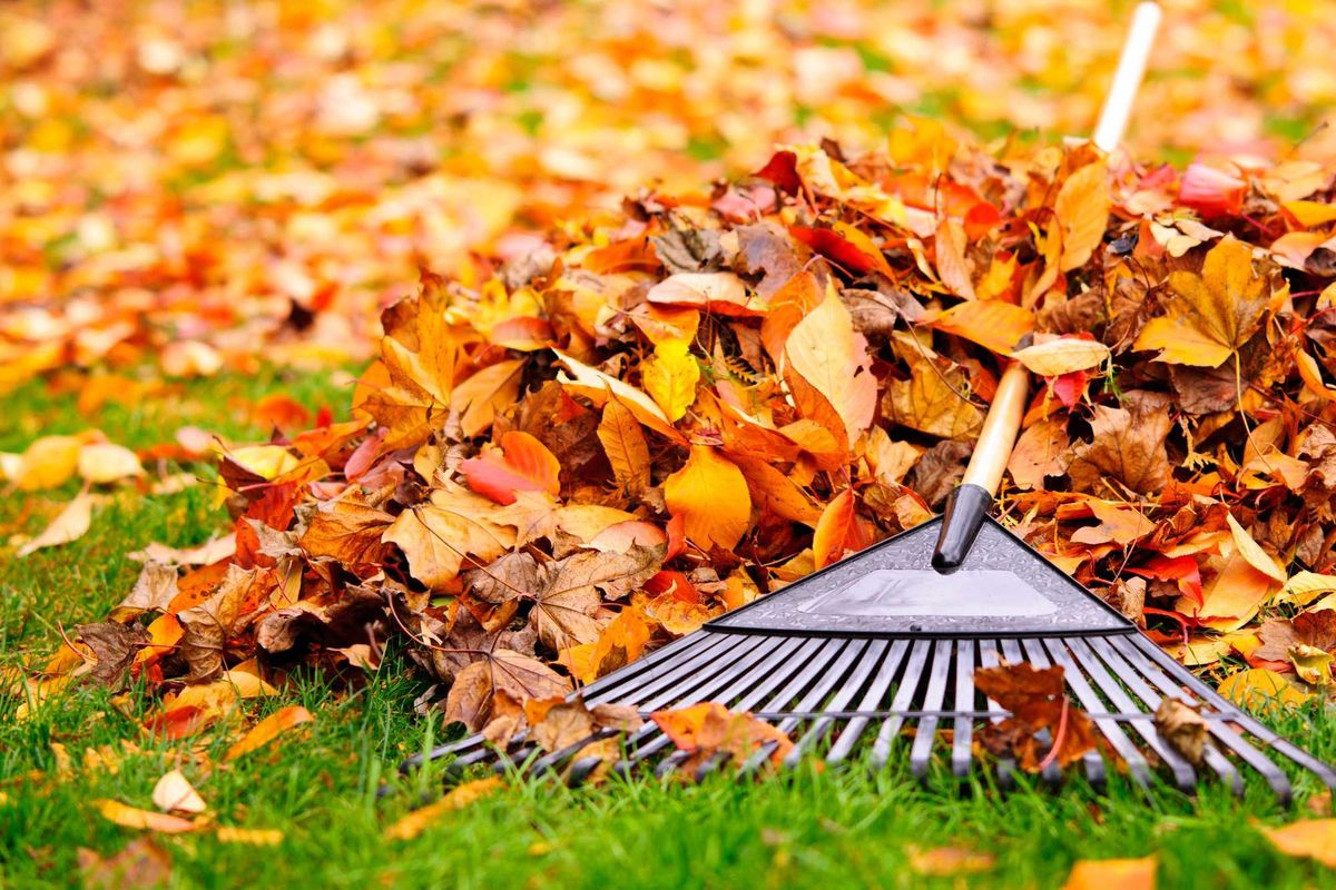 Stock photo of rake on leaf pile