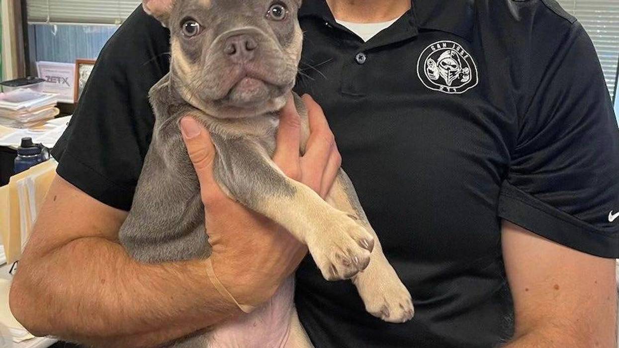 Stolen French Bulldog puppy found in recent San Jose Police arrest.