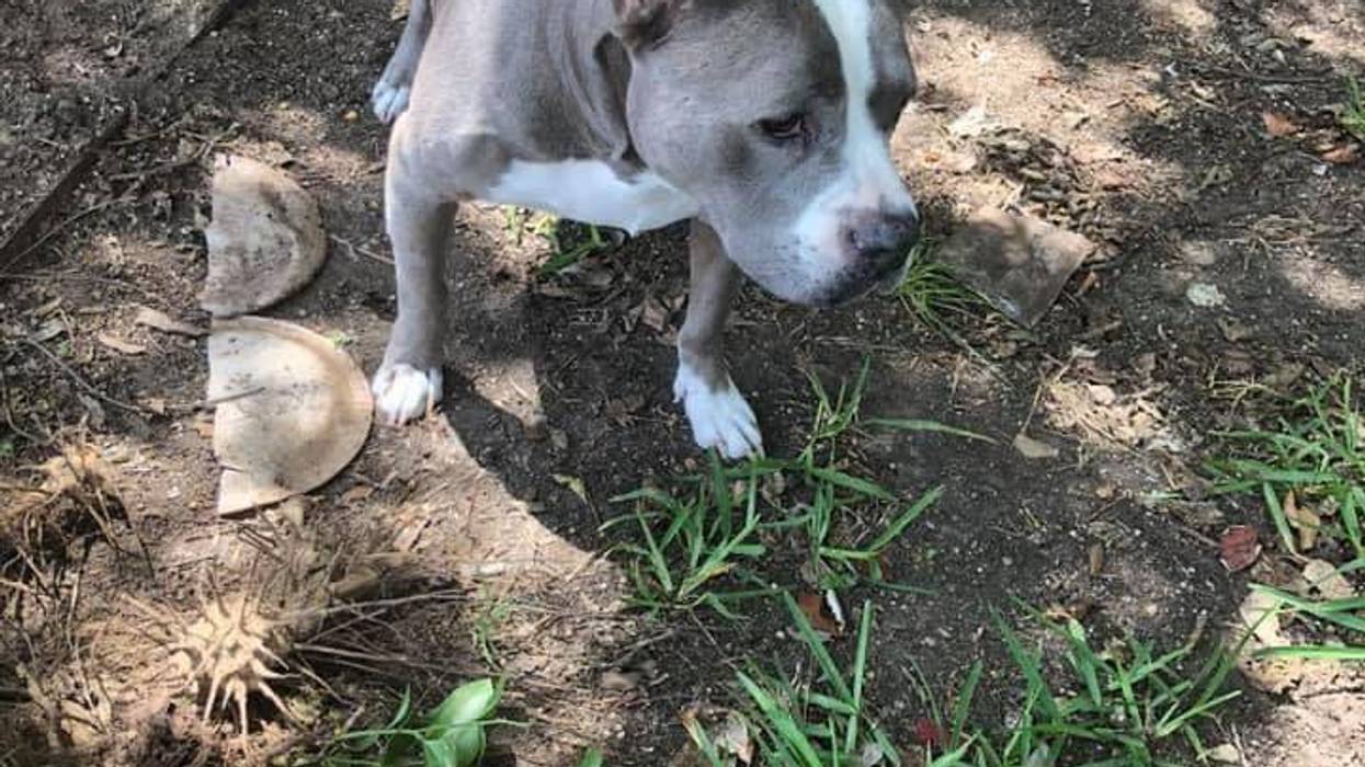 Stolen Service Dog