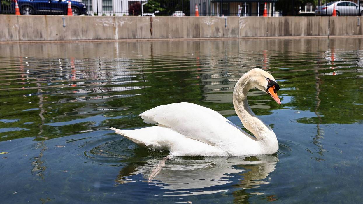 Stolen Swans