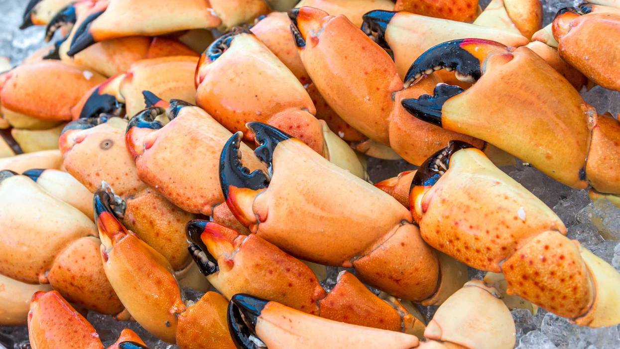 Stone crab