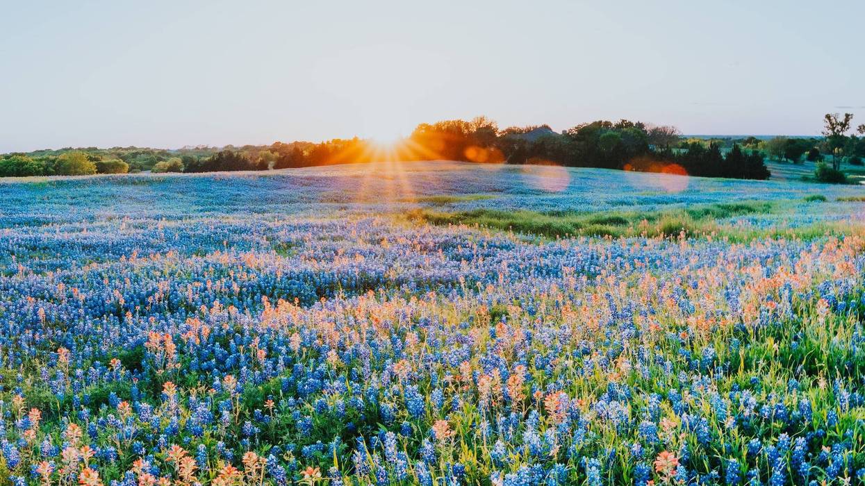 Spring bloom at Ennis Bluebonnet Trails Festival